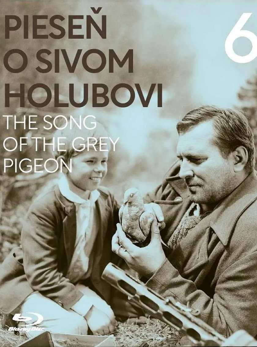 灰鸽子之歌