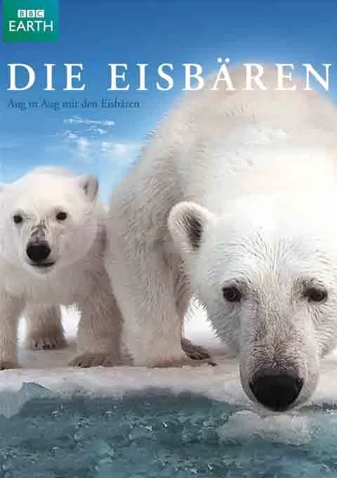 北极熊：冰上侦探